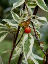 Cornus mas 'Variegata' 